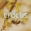 Crocus